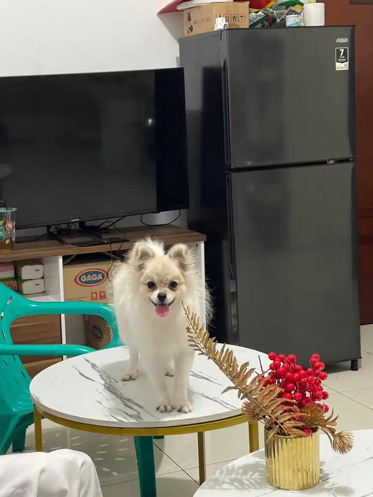 Open adopt Dogy German Spritz ( Pomeranian )