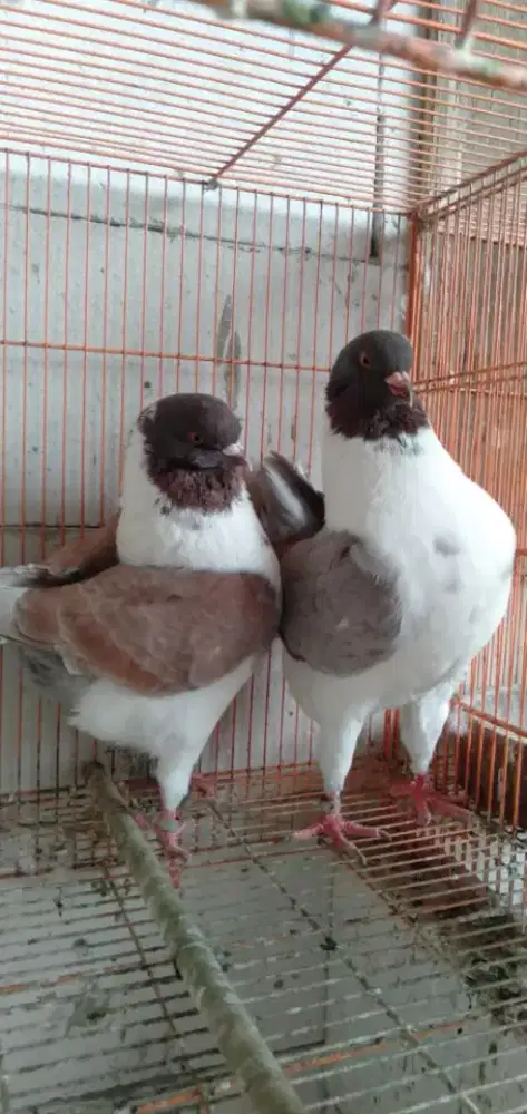 Burung Merpati Hias America Modena Gazzi