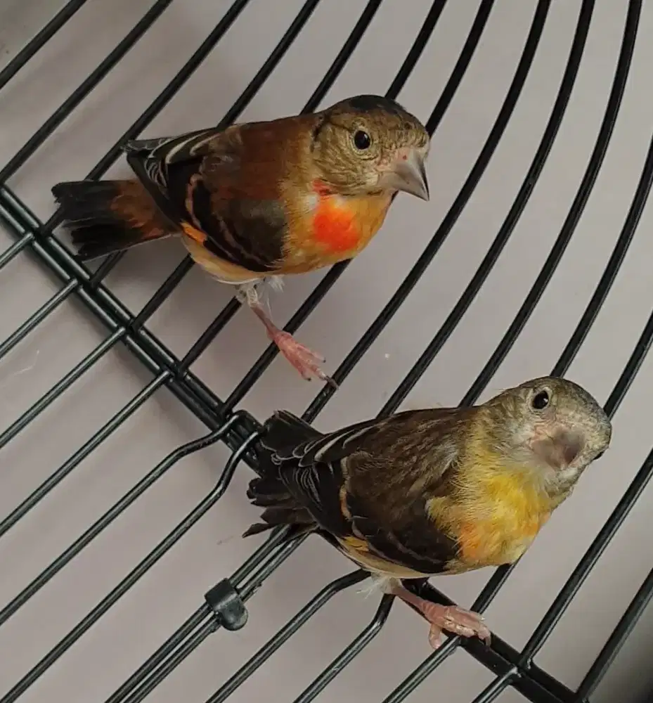 Red siskin klasik sepasang