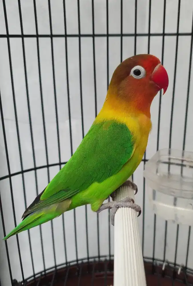Lovebird jantan dewasa