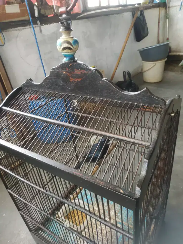 Burung srigunting hitam