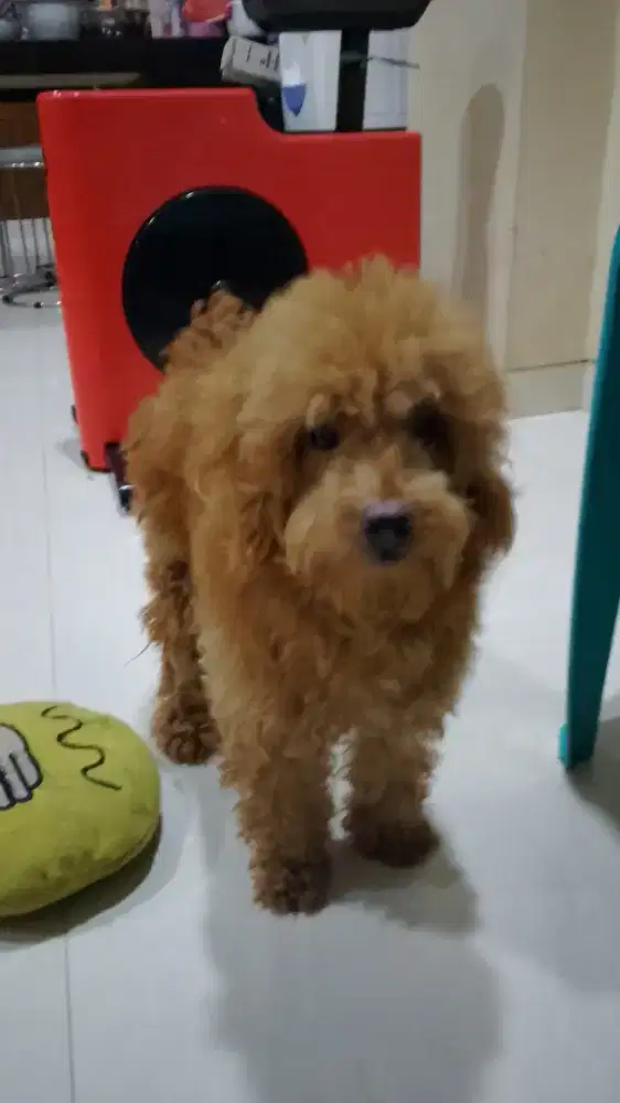 Dijual toy poodle