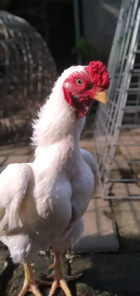 Ko shamo mini jepang