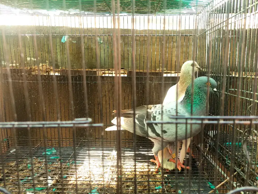 Merpati Kolong komprang