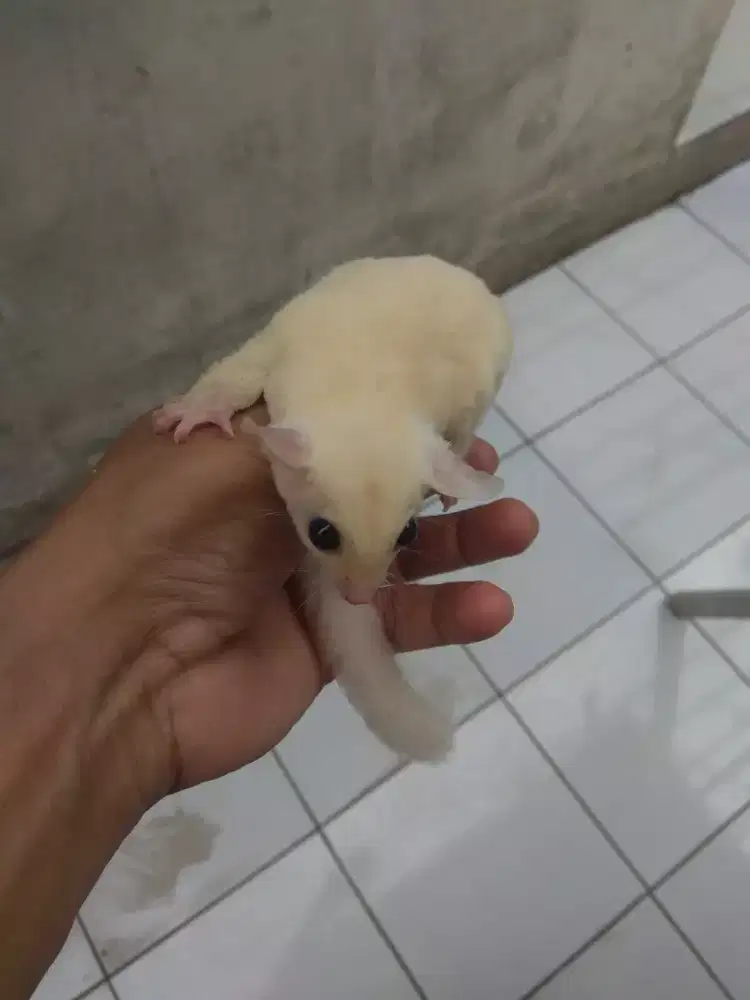 Sugar glider leucistic