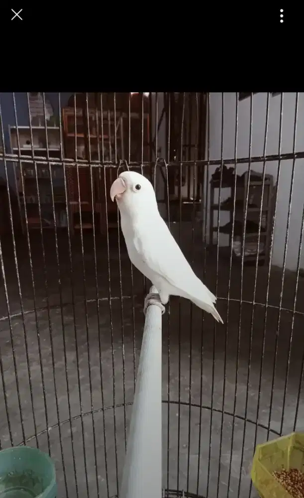Love bird albino mh