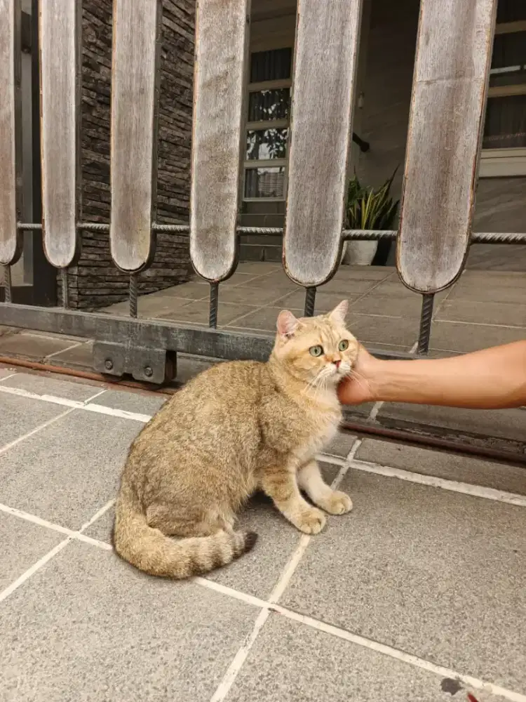 BRITISH SHORT HAIR GOLDEN (BSH)
