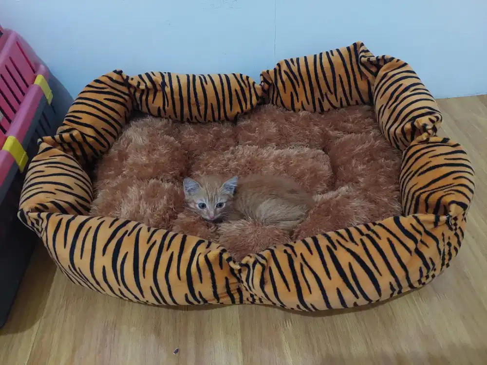 Persia kitten oyen jantan 2 bln an