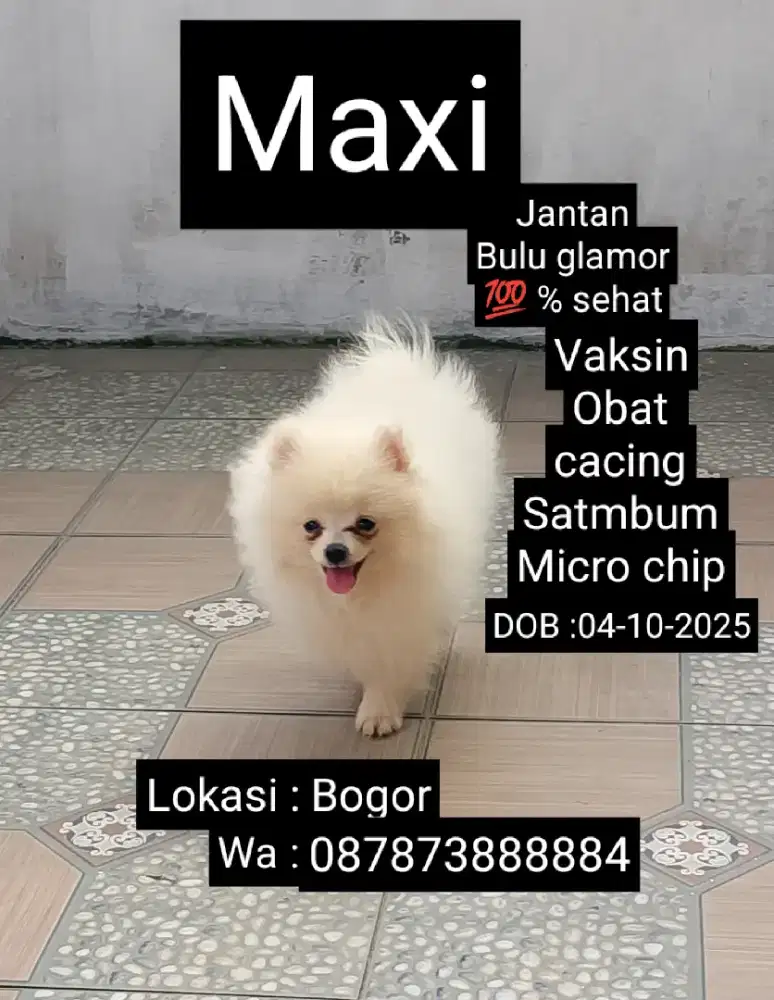 Pomerian asli (si boneka hidup) 100% sehat