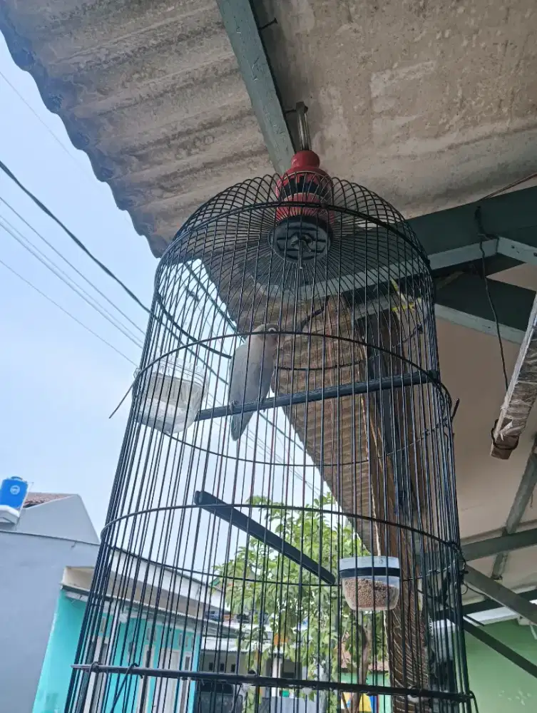 Lovebird Lb lakbed Burja