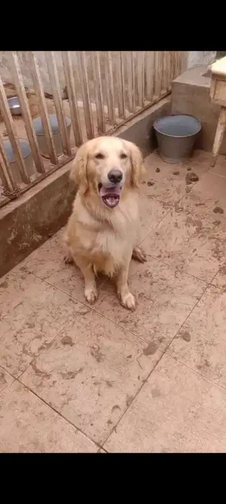 Golden retriever dewasa induk