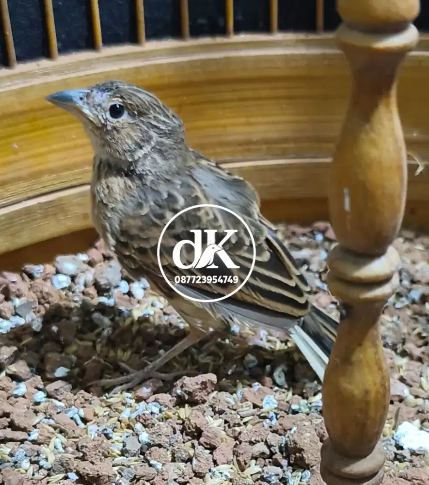 Branjangan Javanica Jantan Mabung