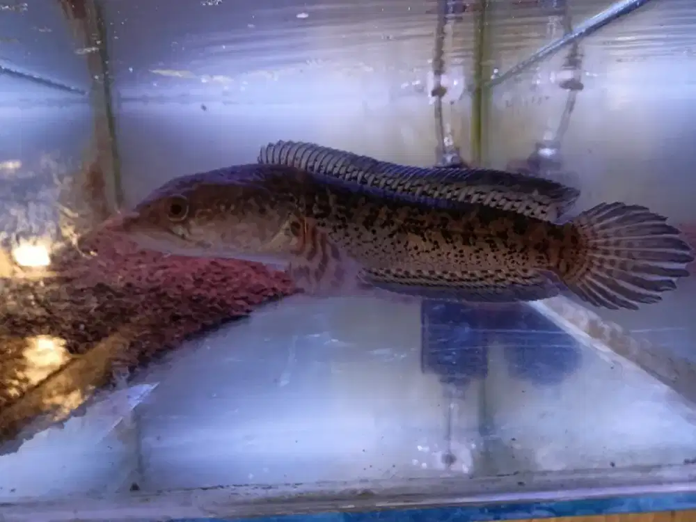 Channa auranti flaring tangan