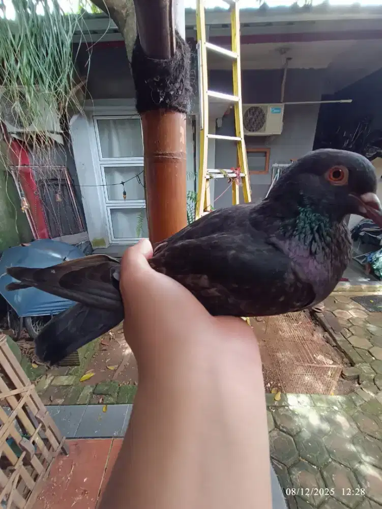 Burung dara betina cewekan(nego)