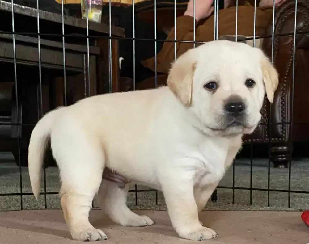 DIJUAL ANJING LABRADOR RETRIEVER