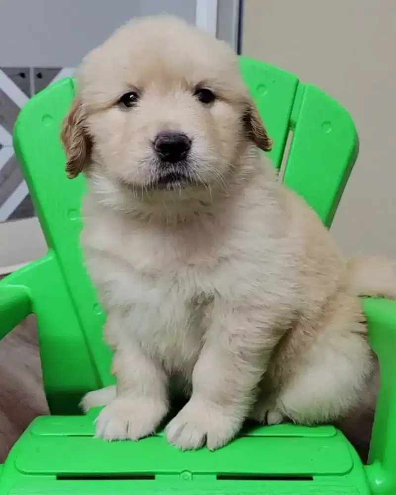 DIJUAL ANJING GOLDEN RETRIEVER