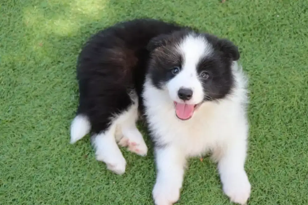 DIJUAL ANJING BORDER COLLIE
