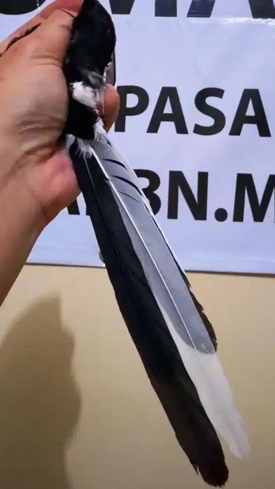 murai batu jantan blorok ekor putih