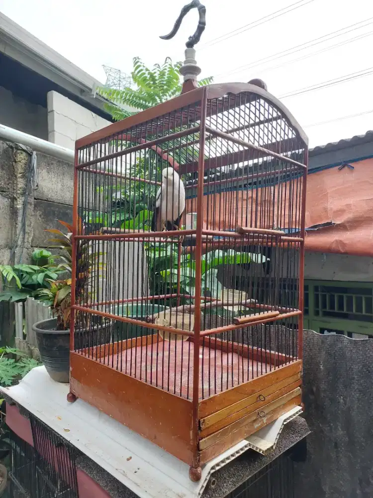 Burung jalak white brisik fullset