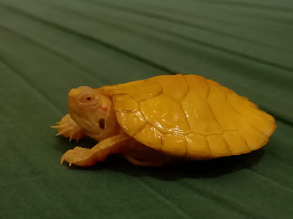 Kura kura Brazil/res albino.
