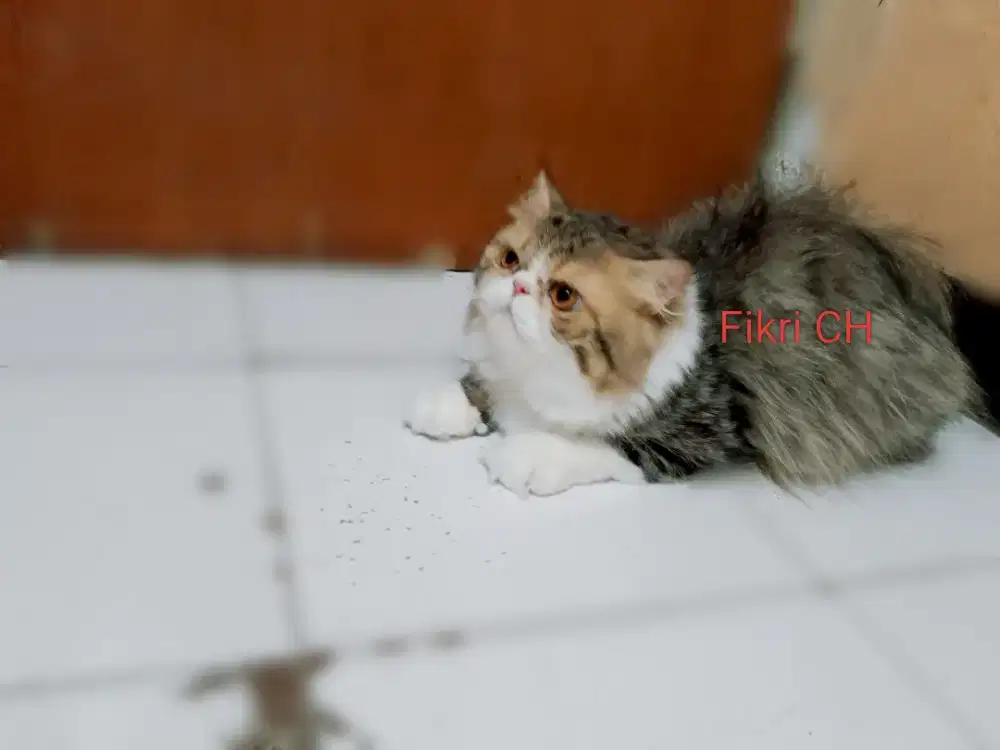 Kucing Persia Peak Nose