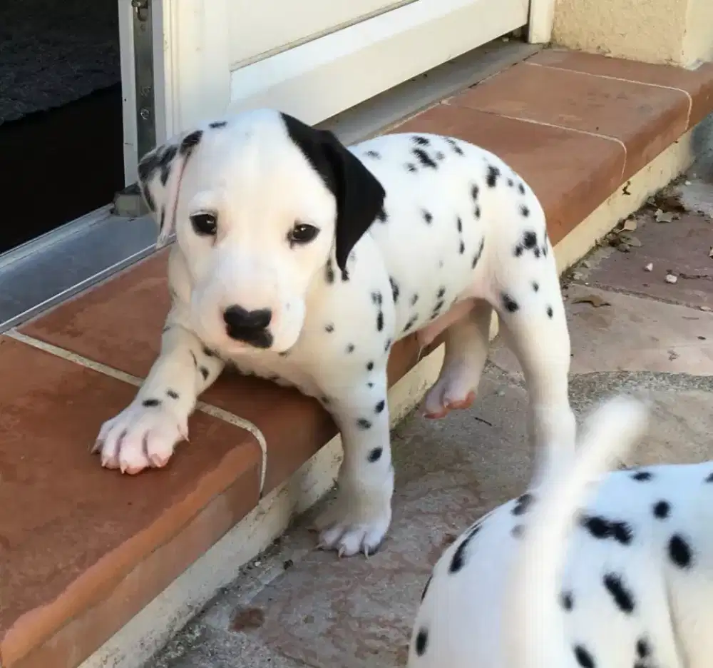 DIJUAL ANJING DALMATIAN