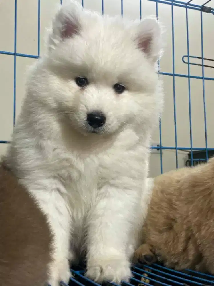 DIJUAL ANJING SAMOYED