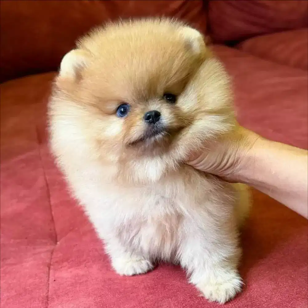 DIJUAL ANJING POMERANIAN