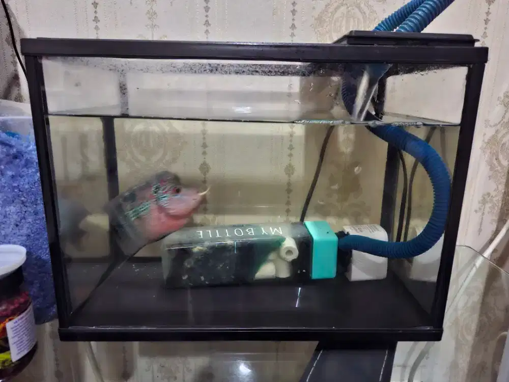 Dijual Ikan Lohan peliharaan dari kecil + Aquarium