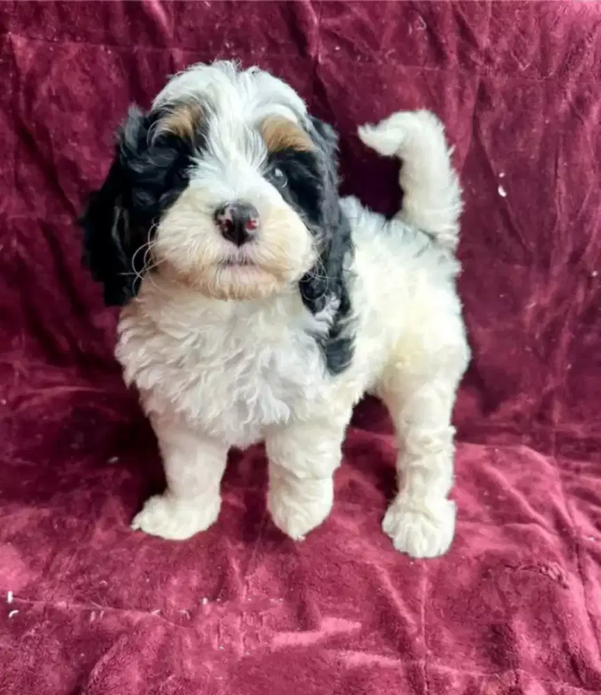 DIJUAL ANJING POODLE MIX BICHON