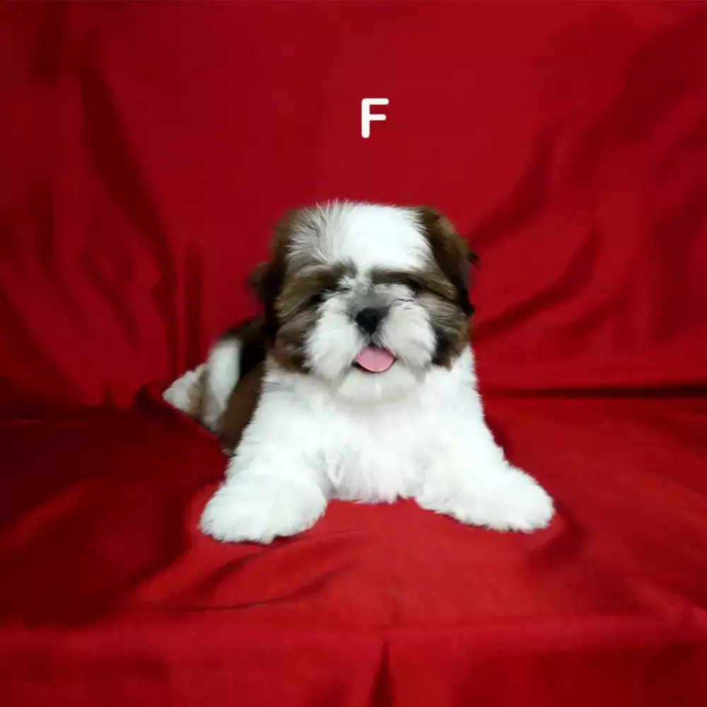 DIJUAL ANJING SHIHTZU