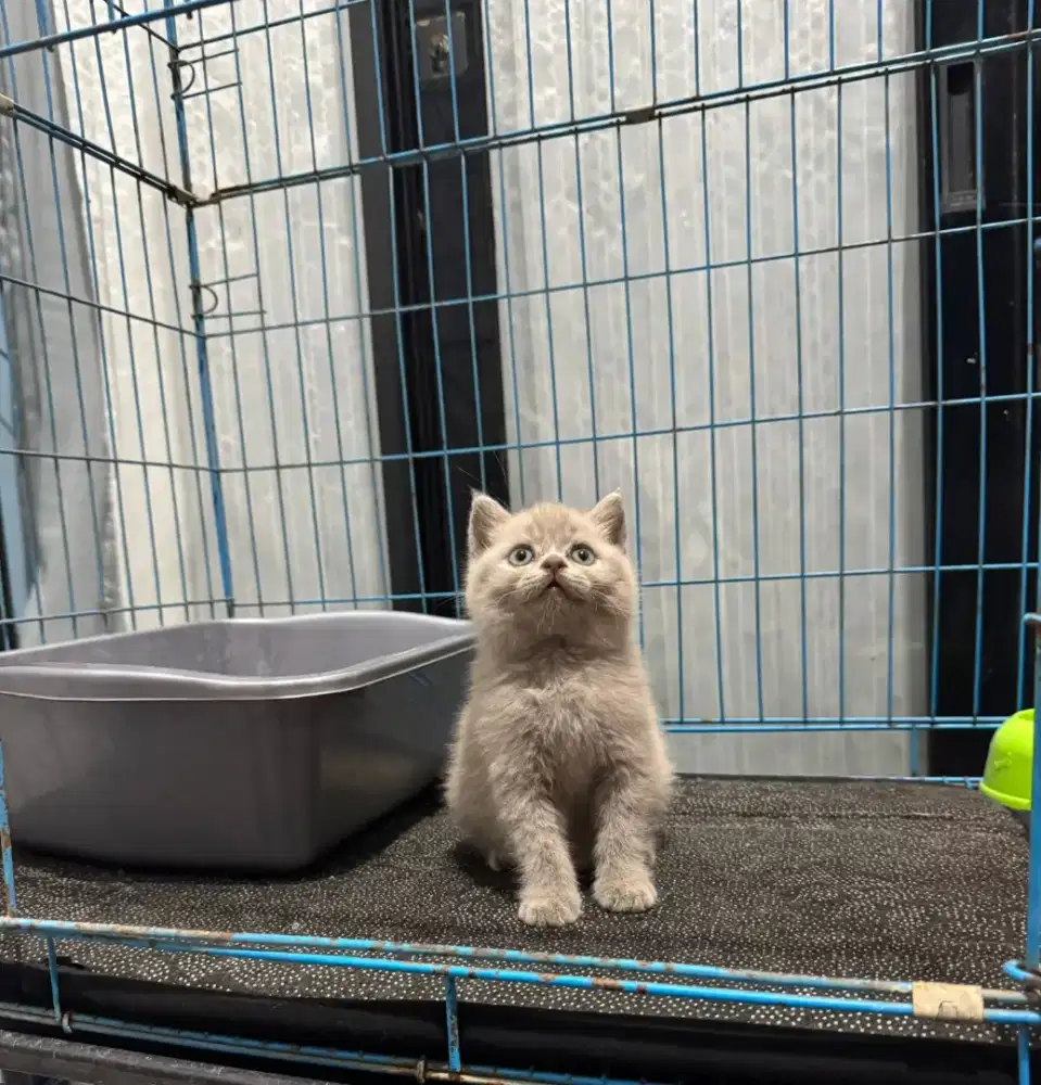 KITTEN BRITISH SHORTHAIR JANTAN LILAC GARANSI PURE