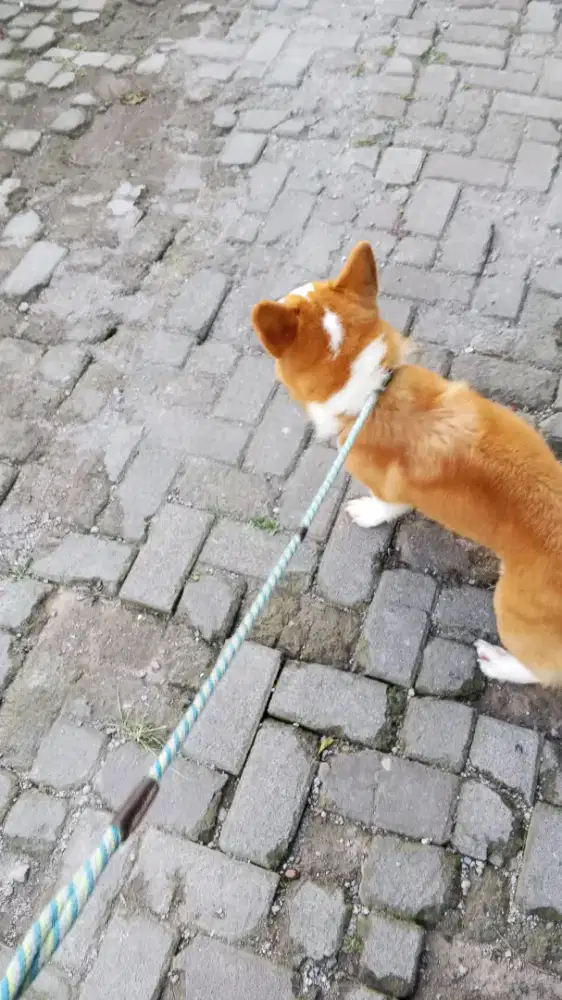 Dicari kennel Boy usia 22thn s/d 25 thn