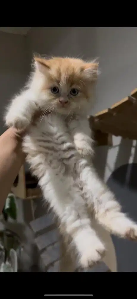 Kucing persian betina