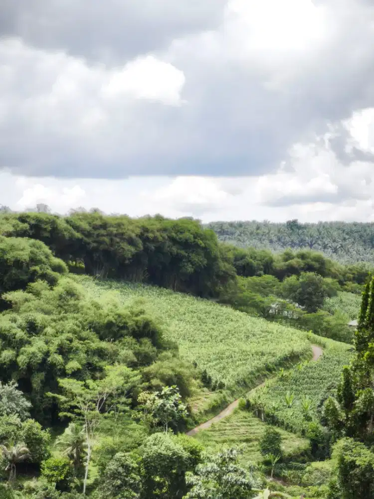 DIJUAL MURAH – LAHAN TANAH PERBUKITAN SEJUK & SUBUR DEKAT EXIT TOLL