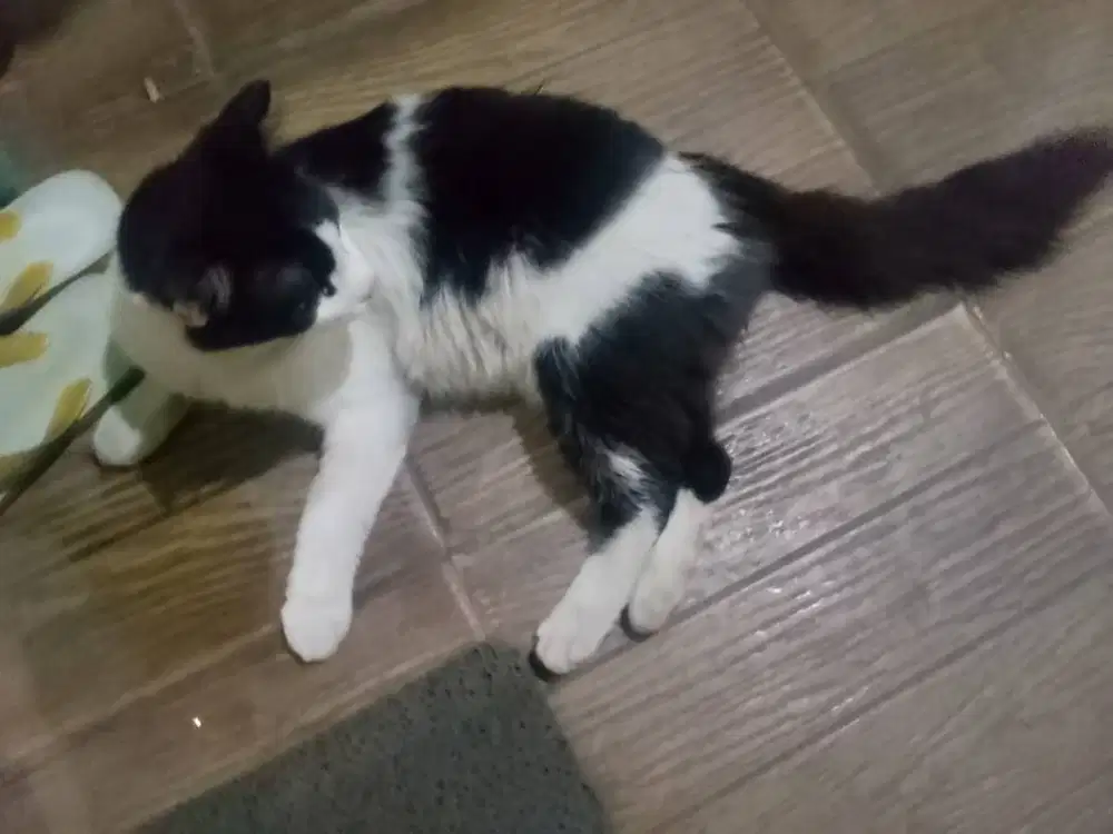 Kucing Anggora Hitam Putih