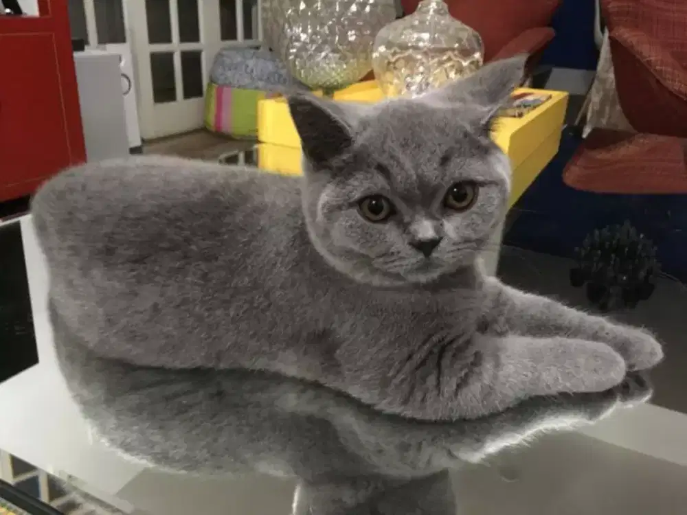 DIJUAL KUCING BRITISH SHORTHAIR