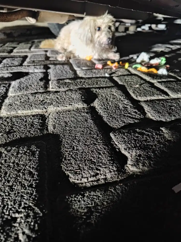 Yg mengerti hewan ini angkut KLO cocok