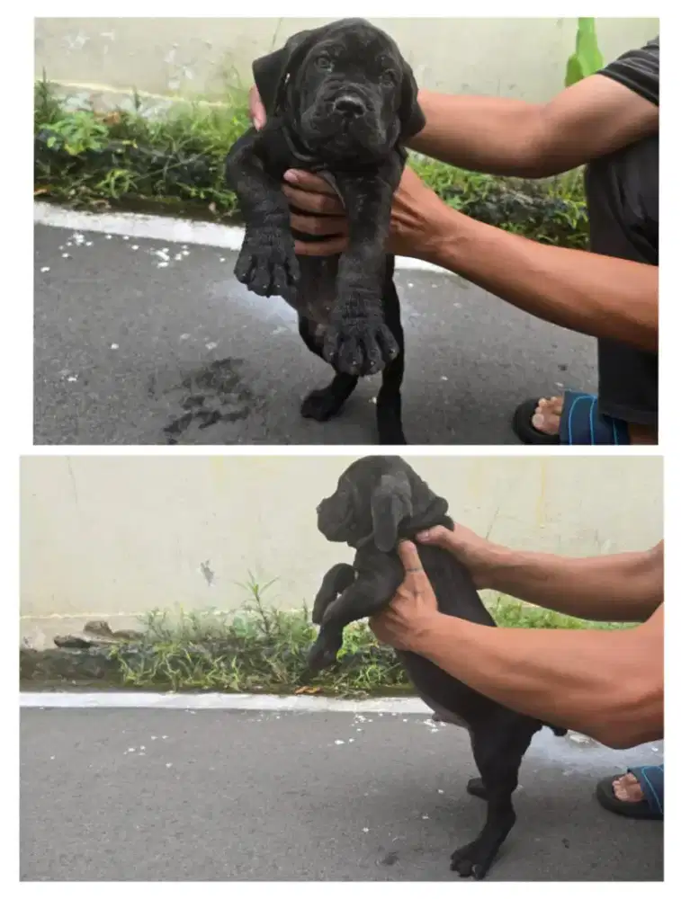 CANE CORSO DOGY