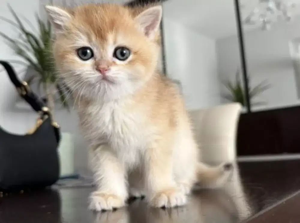 DIJUAL KUCING BRITISH SHORTHAIR