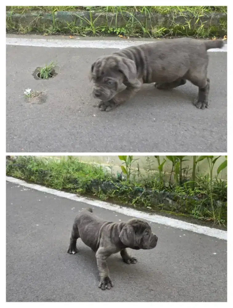 CANE CORSO DOGY