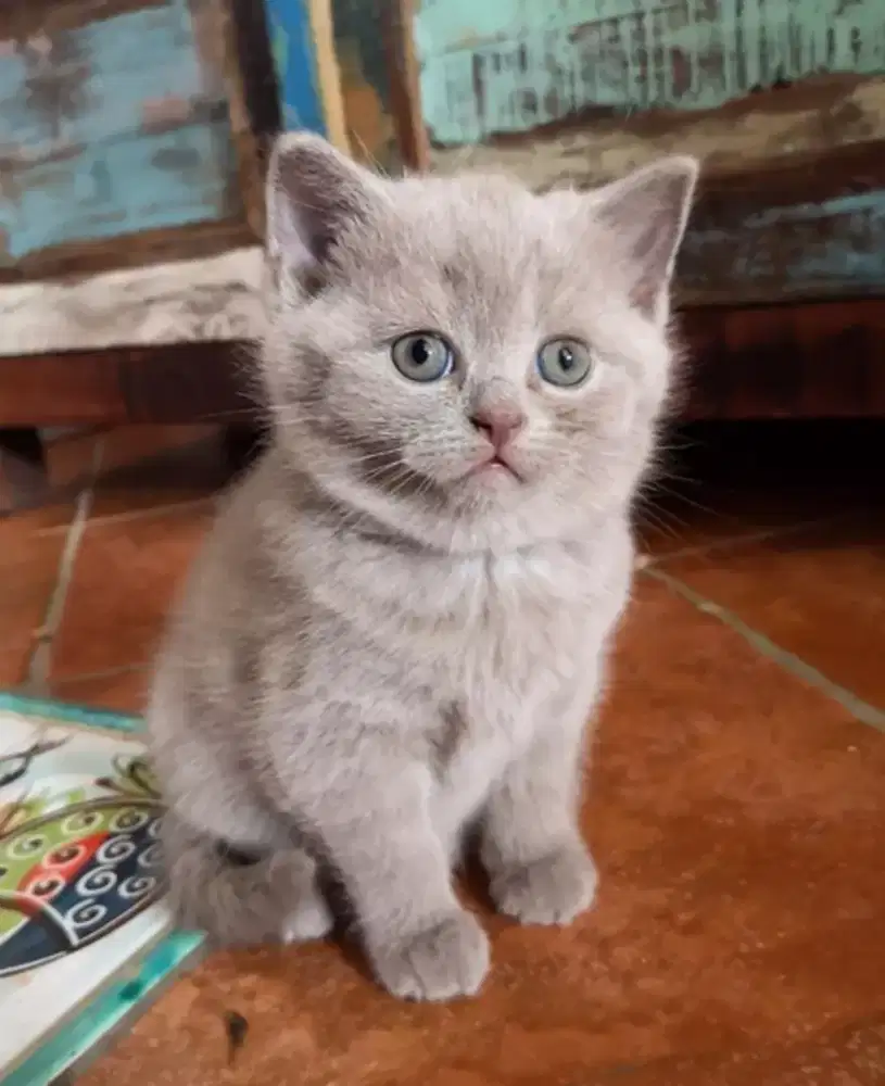 DIJUAL KUCING BRITISH SHORTHAIR