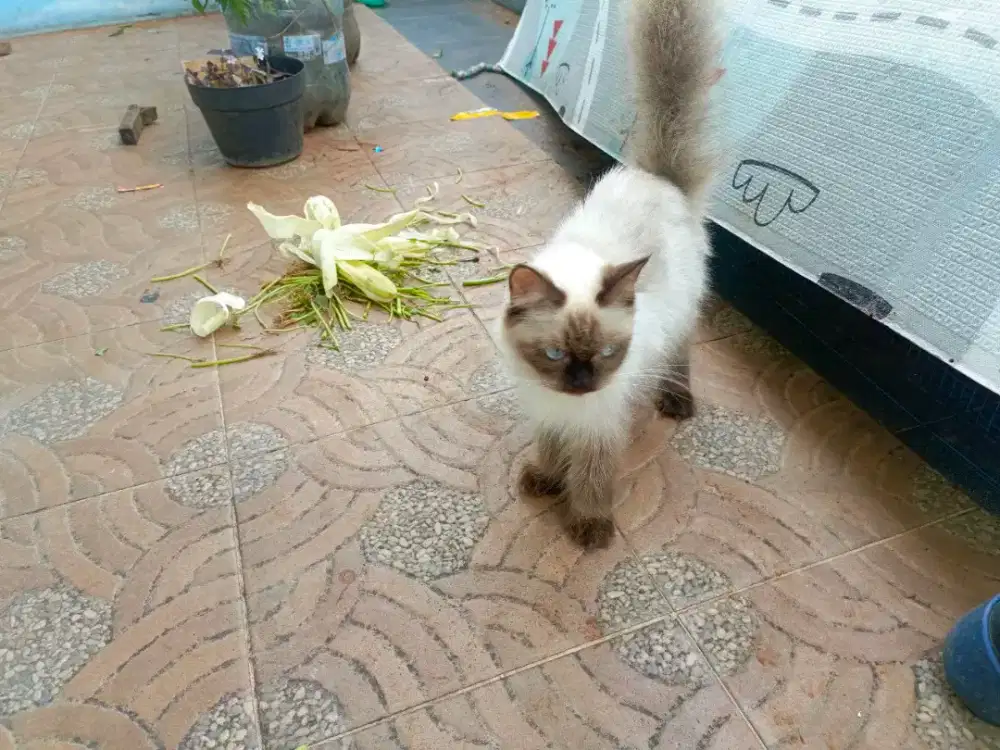 Kucing himalaya betina