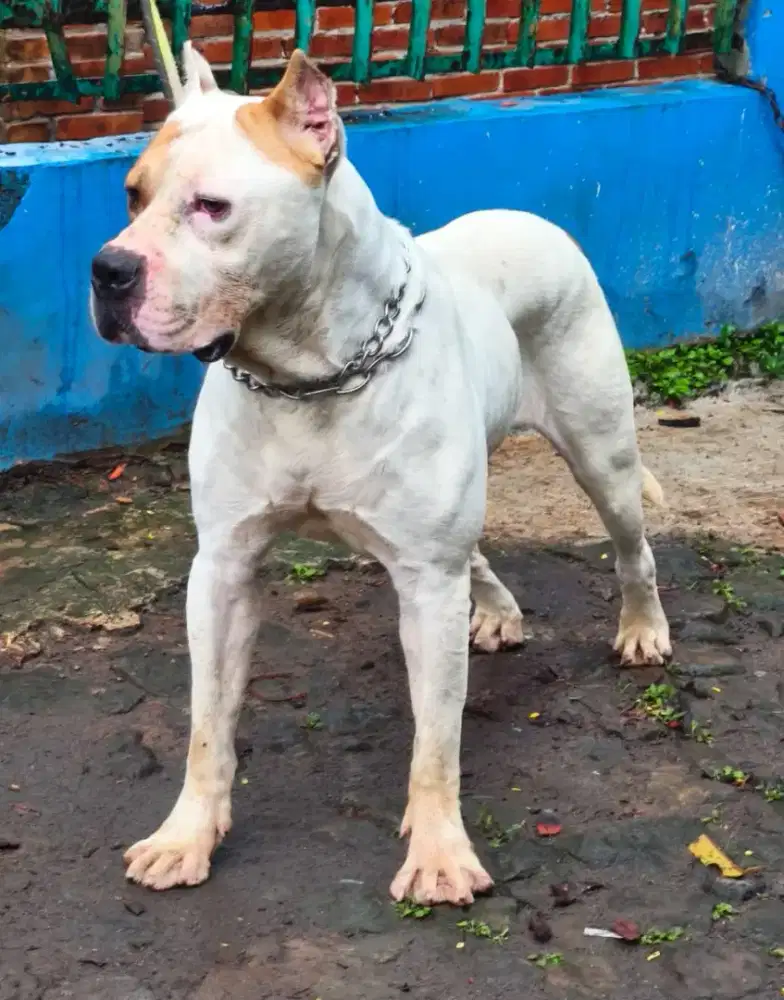 PITBULL BIG SIZE