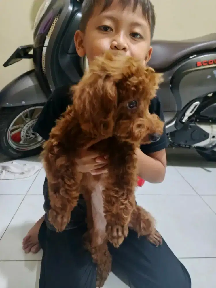 Toy poodle betina