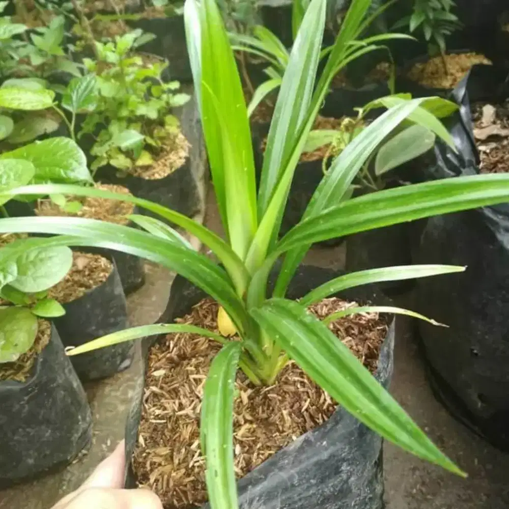 Taman pohon pandan wangi