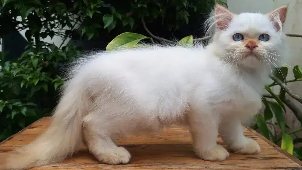 KUCING PERSIA MEDIUM JANTAN 2&3 BULAN