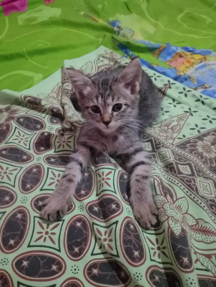 Lepas adop kitten plus peralatan