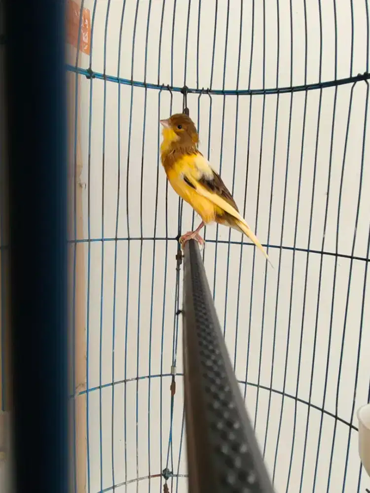 Kenar afi paud full set sangkar + kerodong