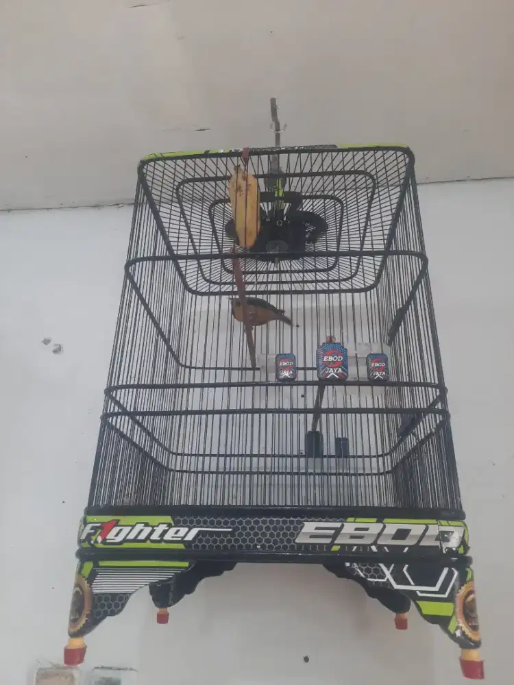 burung cungkok gacor full set